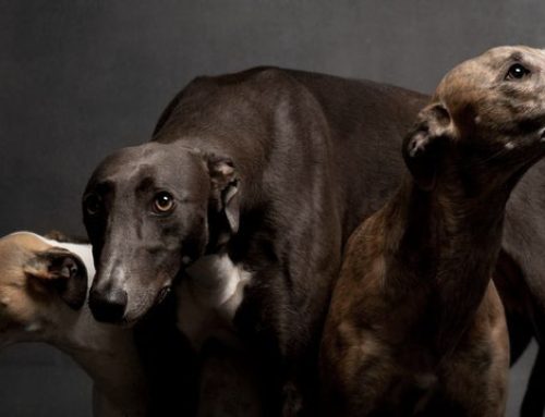 Mi familia y otros animales